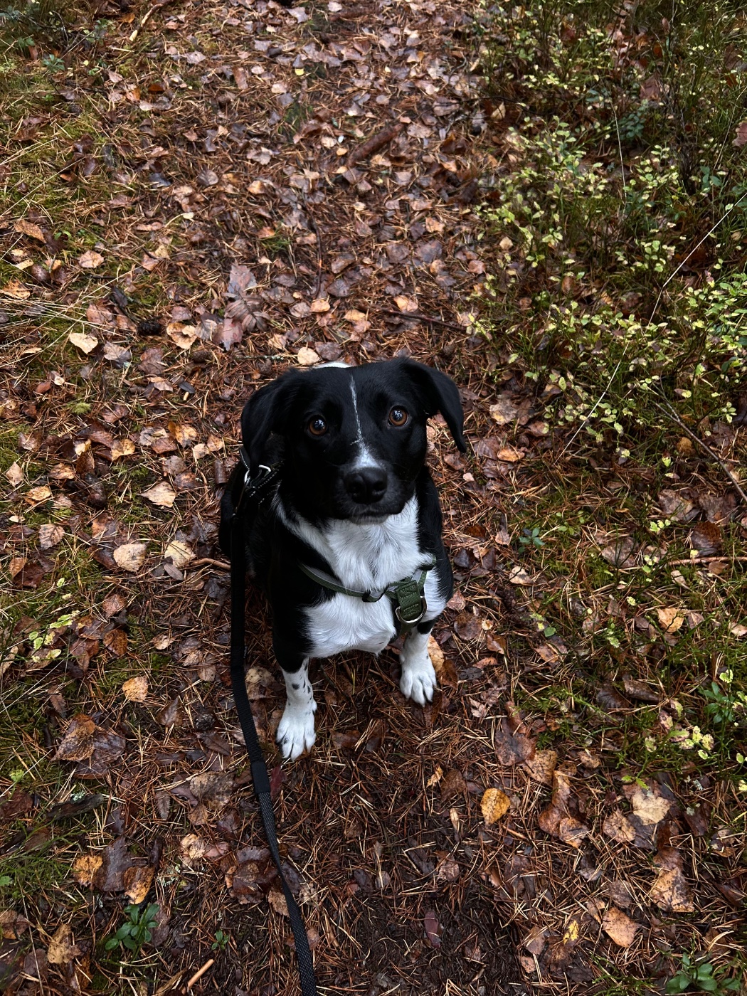 Oreo