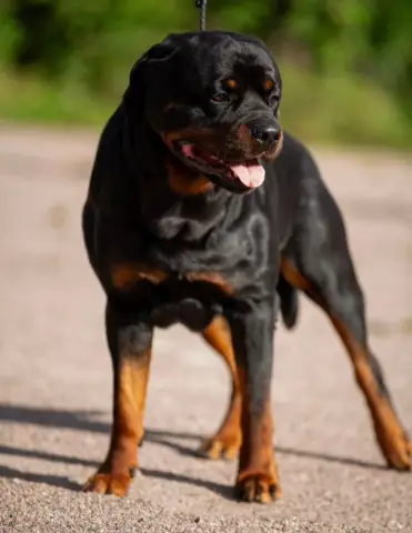 Nowa, Rottweiler