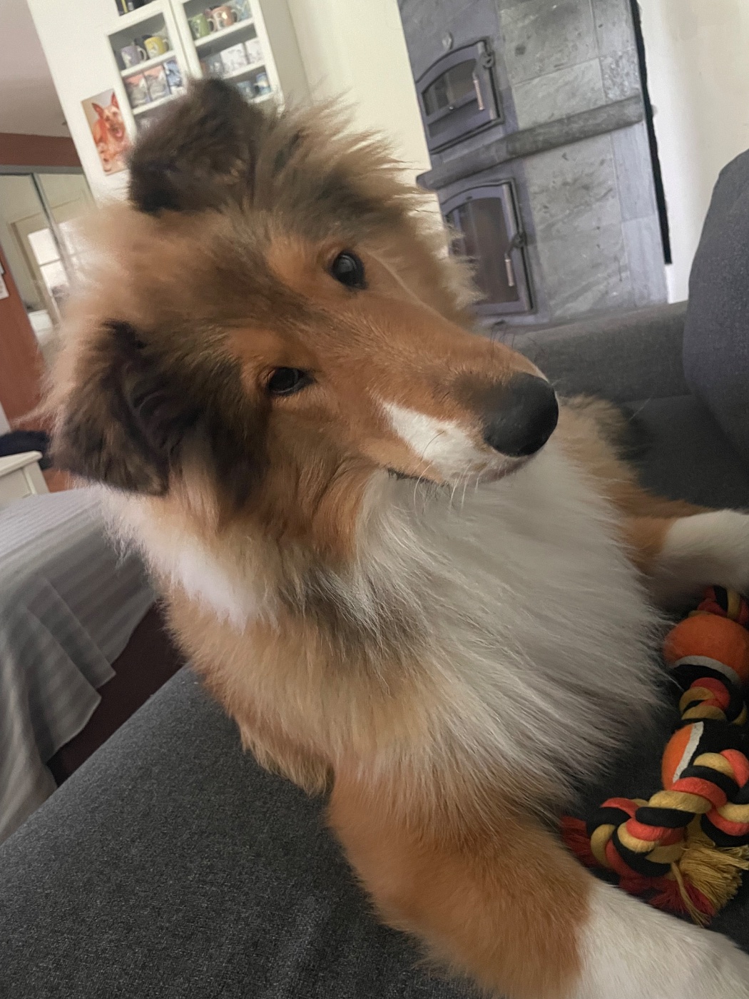 Sisu, Collie