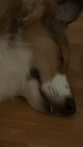 Sisu, Collie: #päiväunet