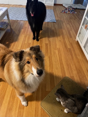 Sisu ja Sven, Collie