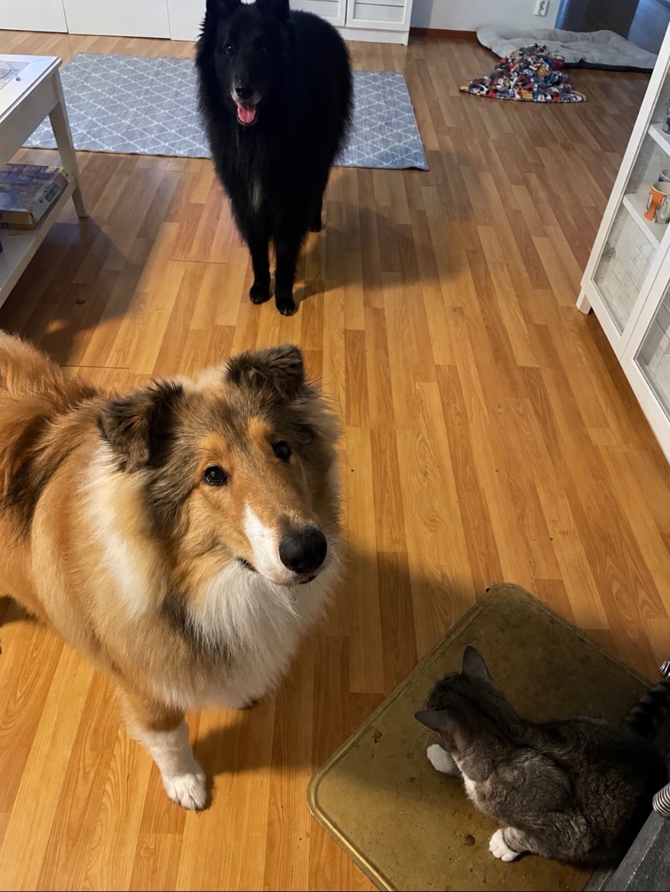 Sisu ja Sven, Collie