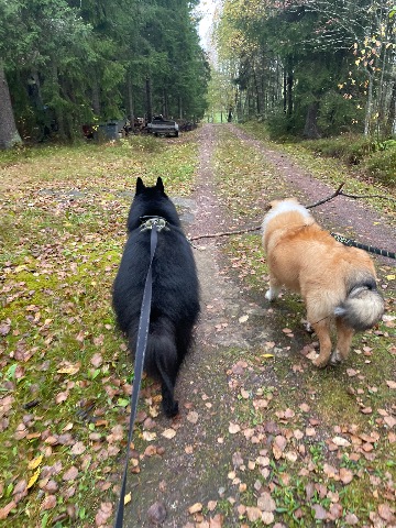 Sisu ja Sven, Collie
