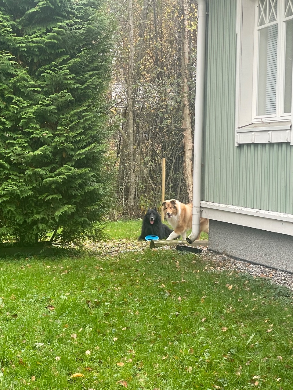 Sisu ja Sven, Collie