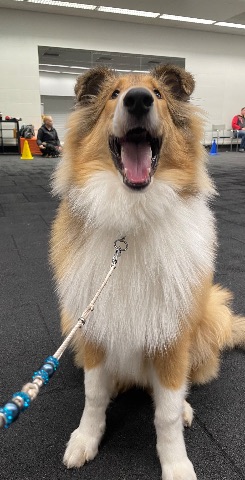 Sisu, Collie