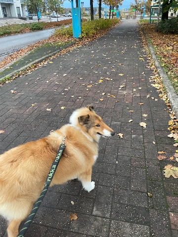 Sisu, Collie