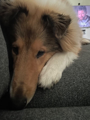 Sisu, Collie