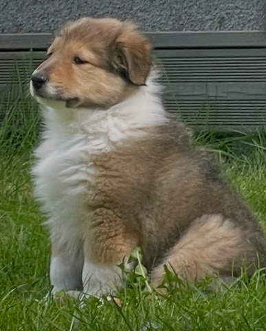 Sisu, Collie