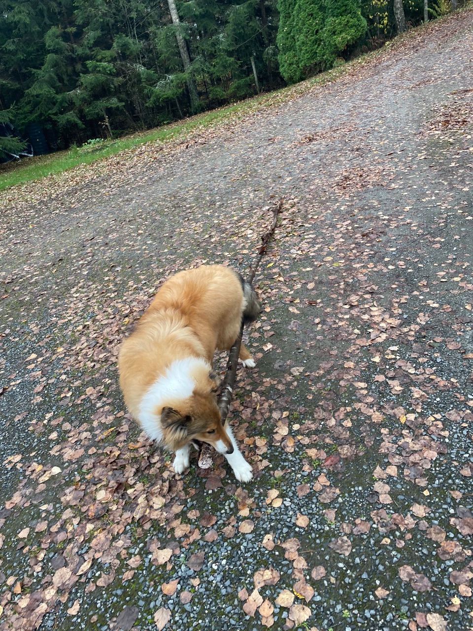 Sisu, Collie
