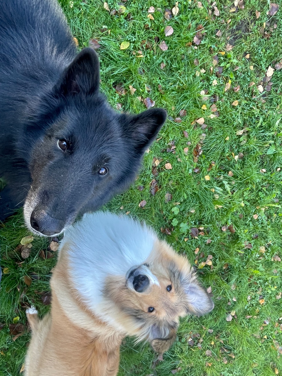 Sisu ja Sven, Collie