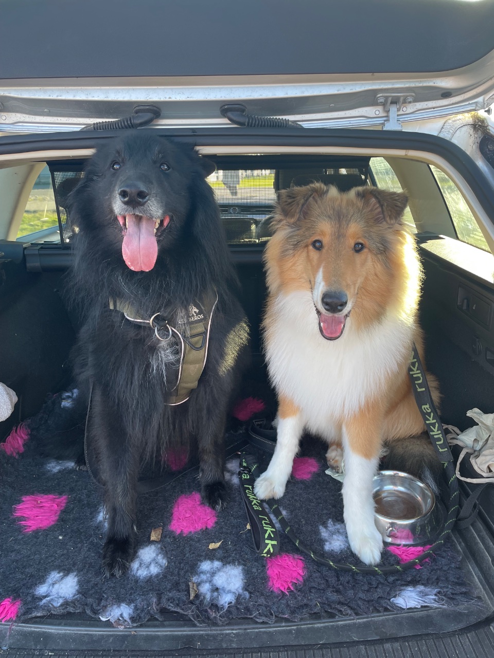 Sisu ja Sven, Collie