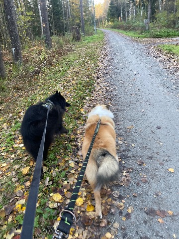 Sisu ja Sven, Collie