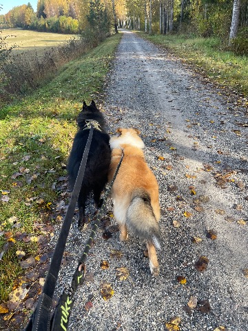 Sisu ja Sven, Collie