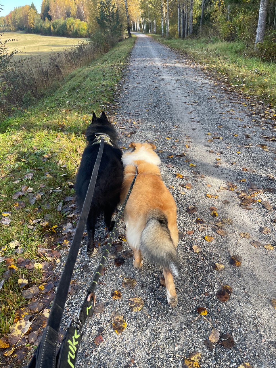 Sisu ja Sven, Collie