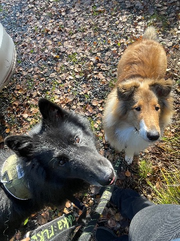 Sisu ja Sven, Collie
