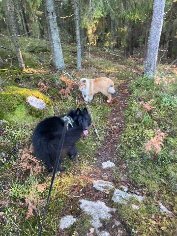 Sisu ja Sven, Collie