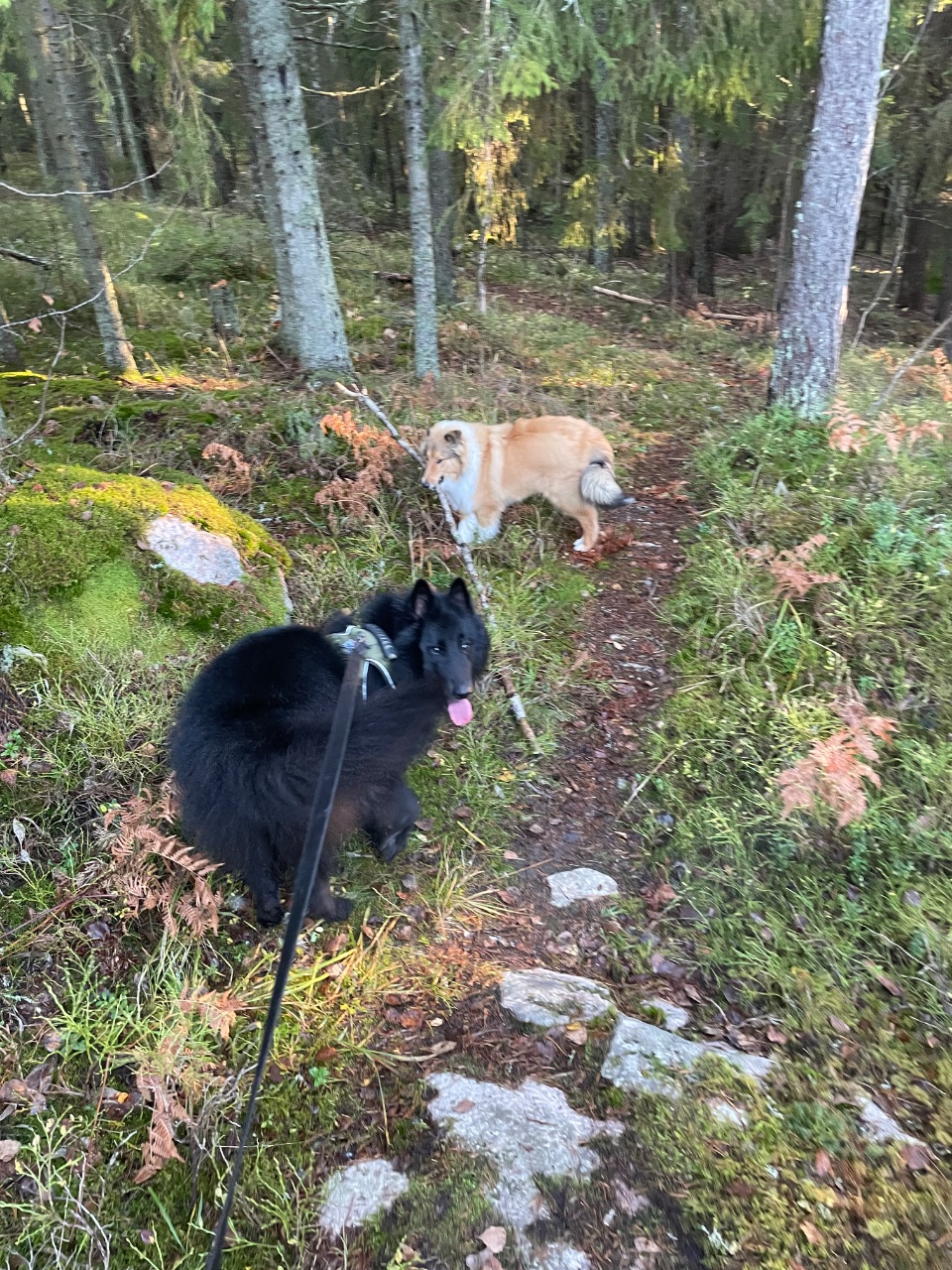 Sisu ja Sven, Collie