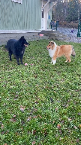 Sisu ja Sven, Collie