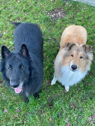 Sisu ja Sven, Collie