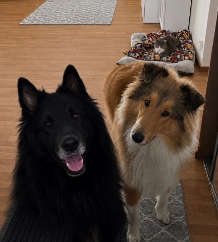 Sisu ja Sven, Collie: #kaverit