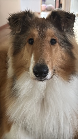 Sisu, Collie: #pentu