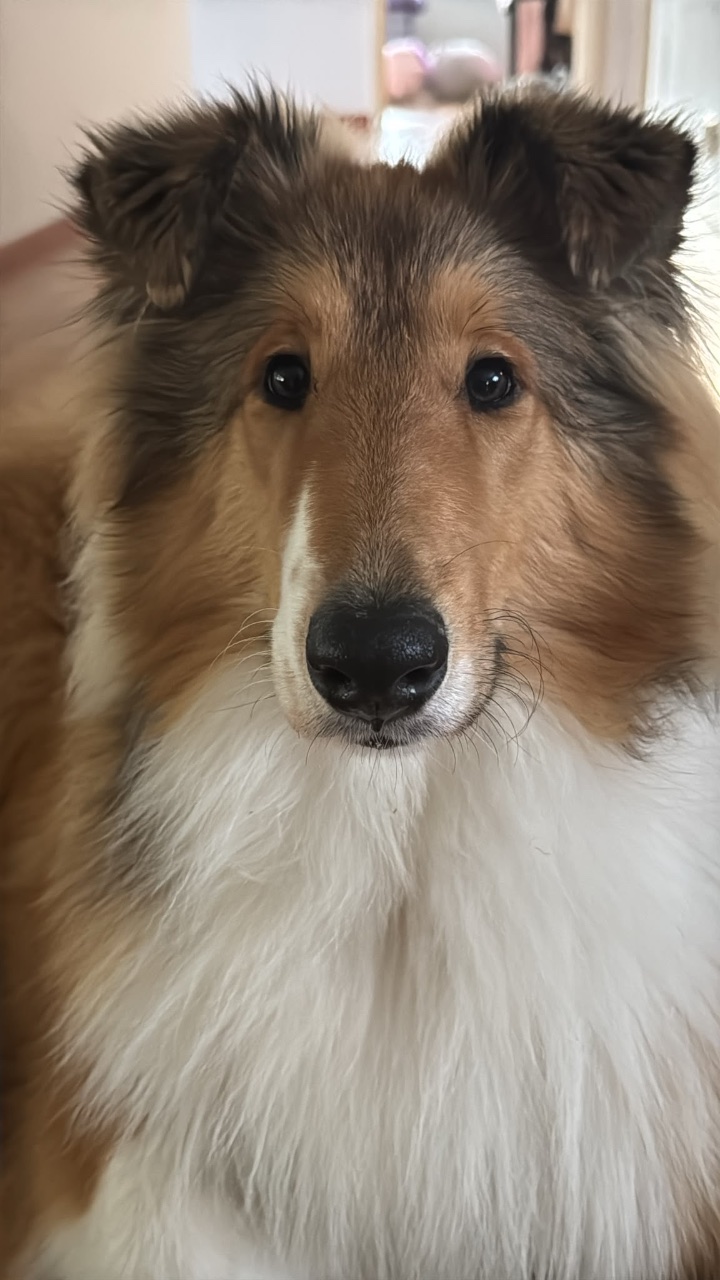 Sisu, Collie: #pentu