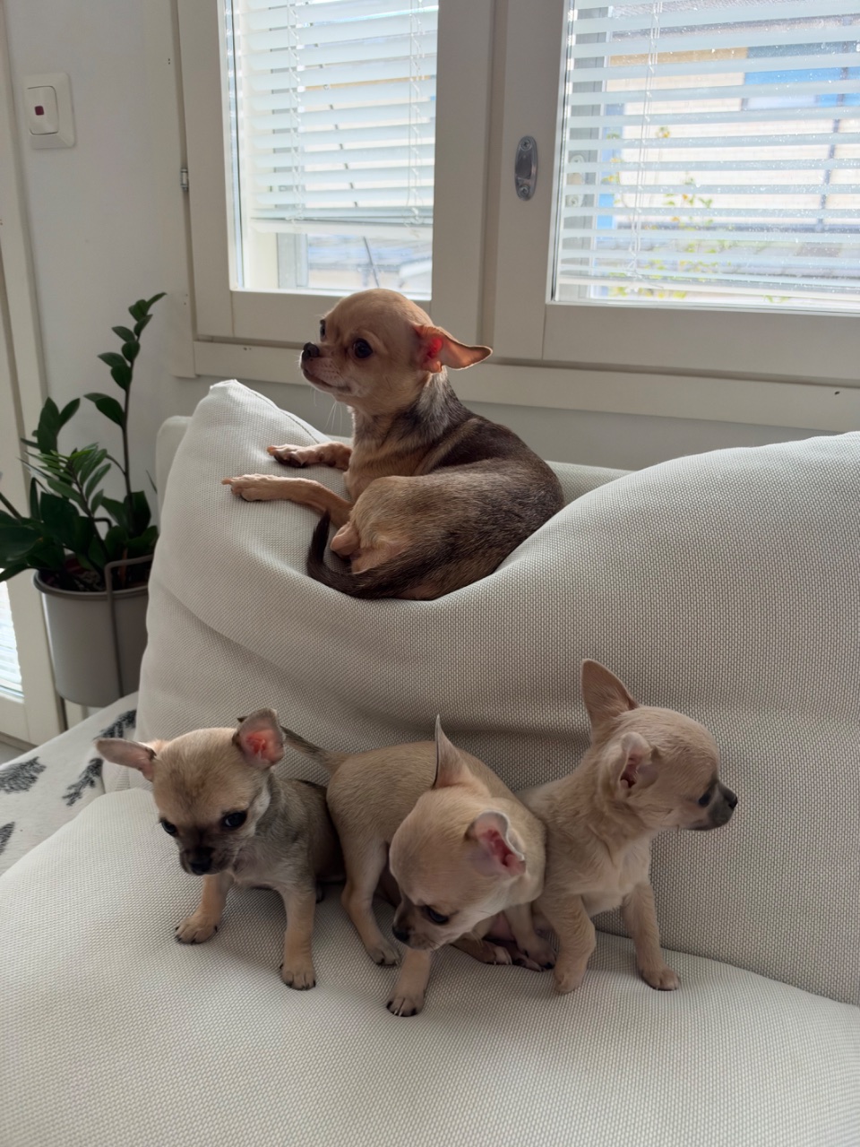 Chihuahuan pennut myytävänä Kirkkonummi – koirat.com-lappukuva