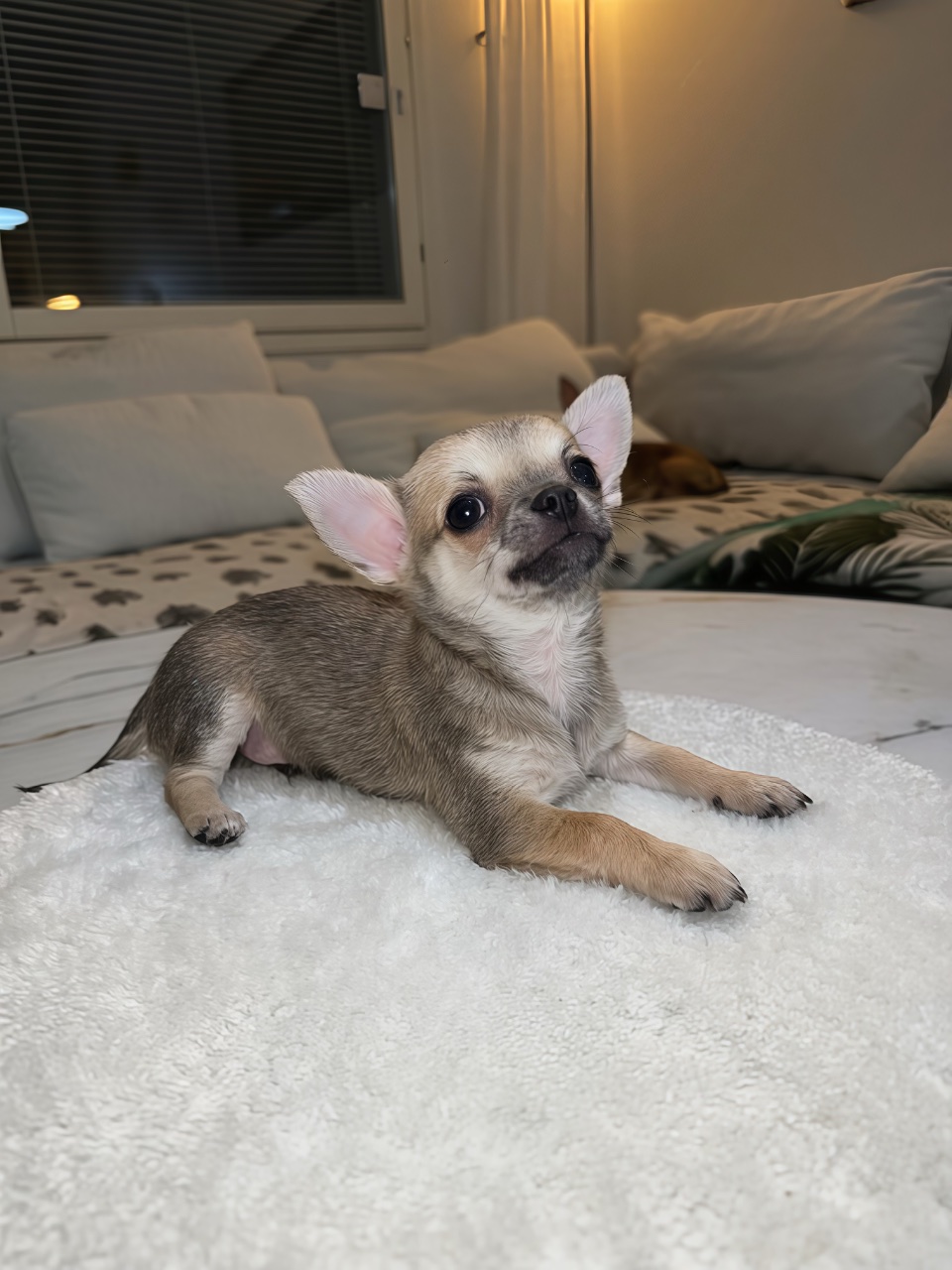 Chihuahuan pennut myytävänä Kirkkonummi – kuva 2
