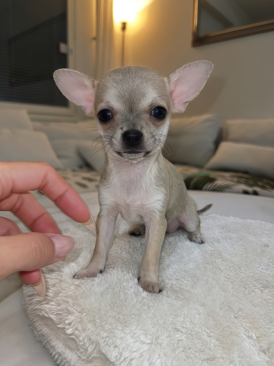 Chihuahuan pennut myytävänä Kirkkonummi – kuva 4