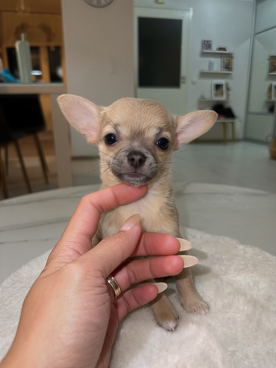 Chihuahuan pennut myytävänä Kirkkonummi – kuva 5
