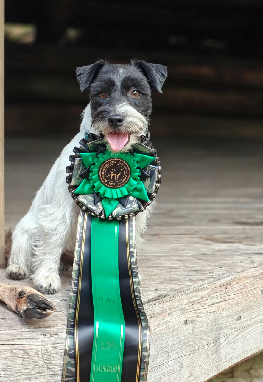 Pala, Jackrussellinterrieri