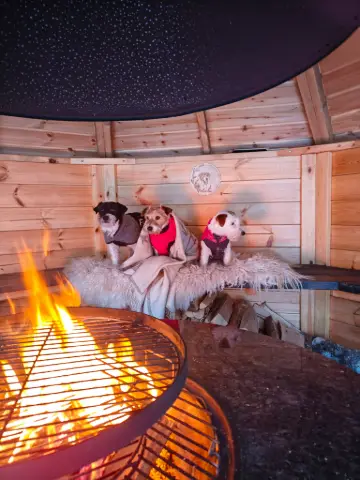 Pala, Jackrussellinterrieri: #koirametsä