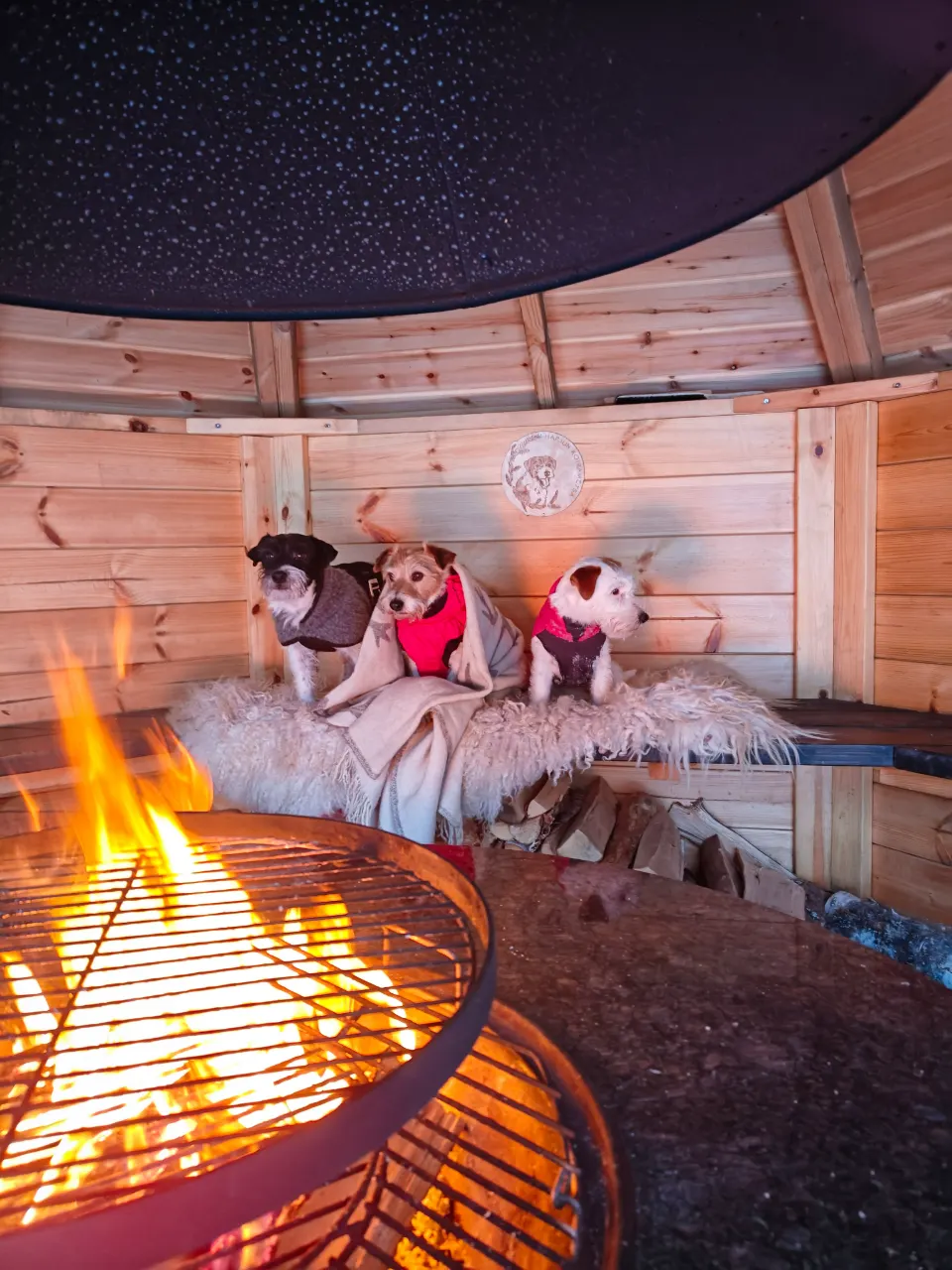 Pala, Jackrussellinterrieri: #koirametsä
