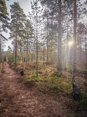 Pala, Jackrussellinterrieri: #koirametsä