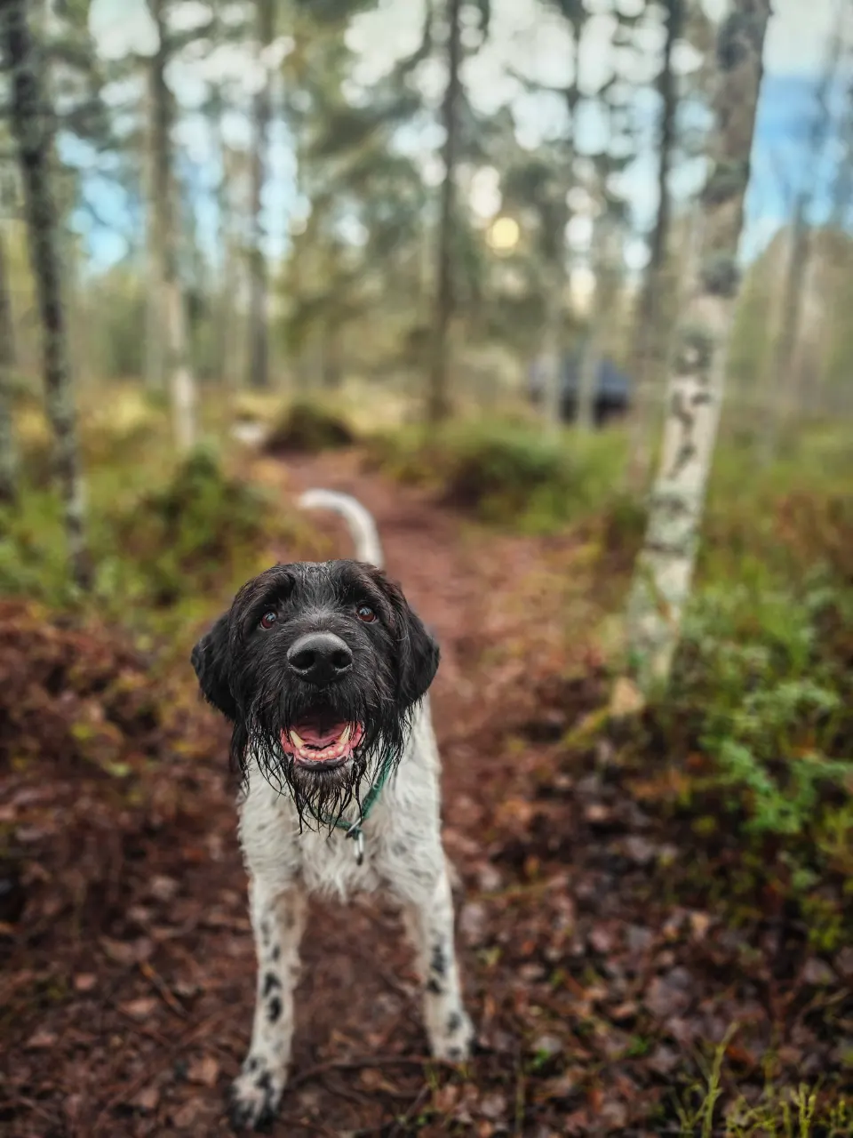 Pala, Jackrussellinterrieri: #koirametsä