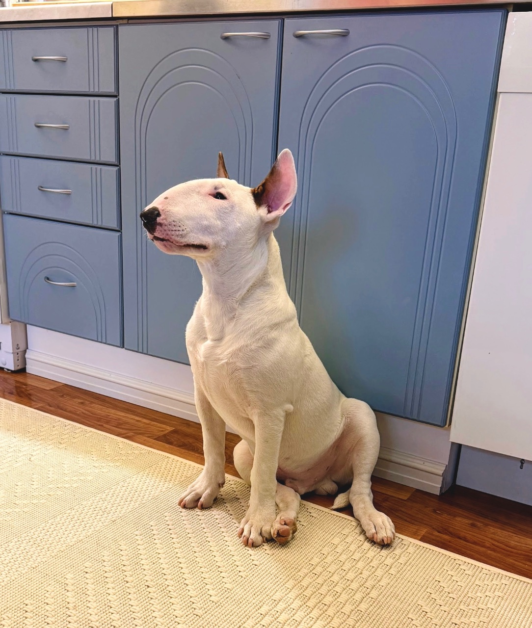 Coldy, Bullterrieri