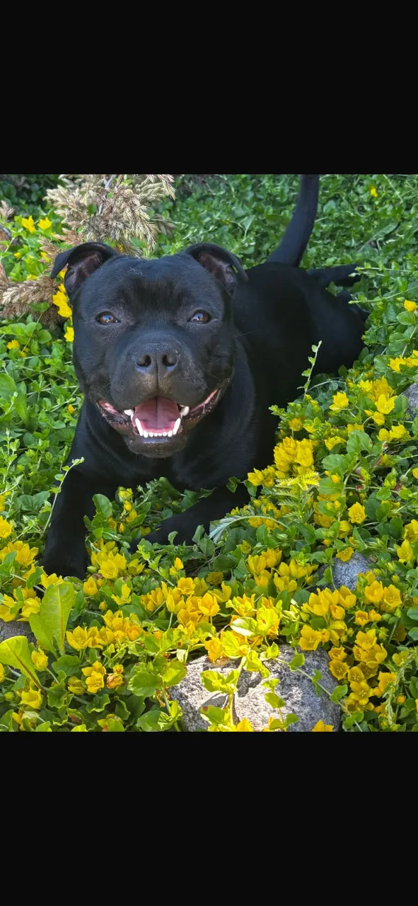 Staffordshirenbullterrierin pennut myytävänä Kaarina – isä