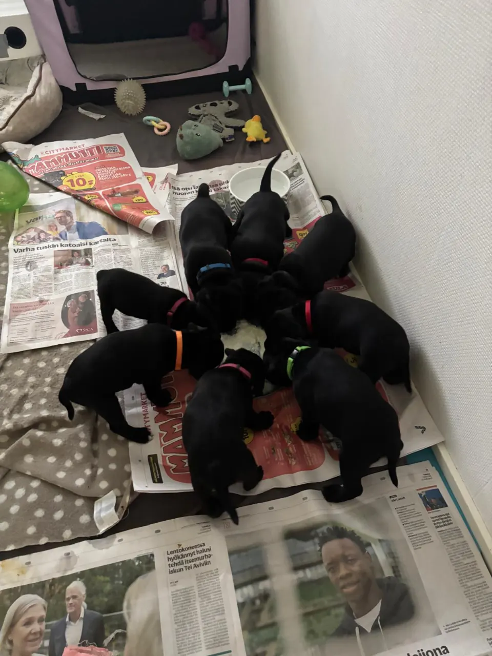 Staffordshirenbullterrierin pennut myytävänä Kaarina – kuva 4