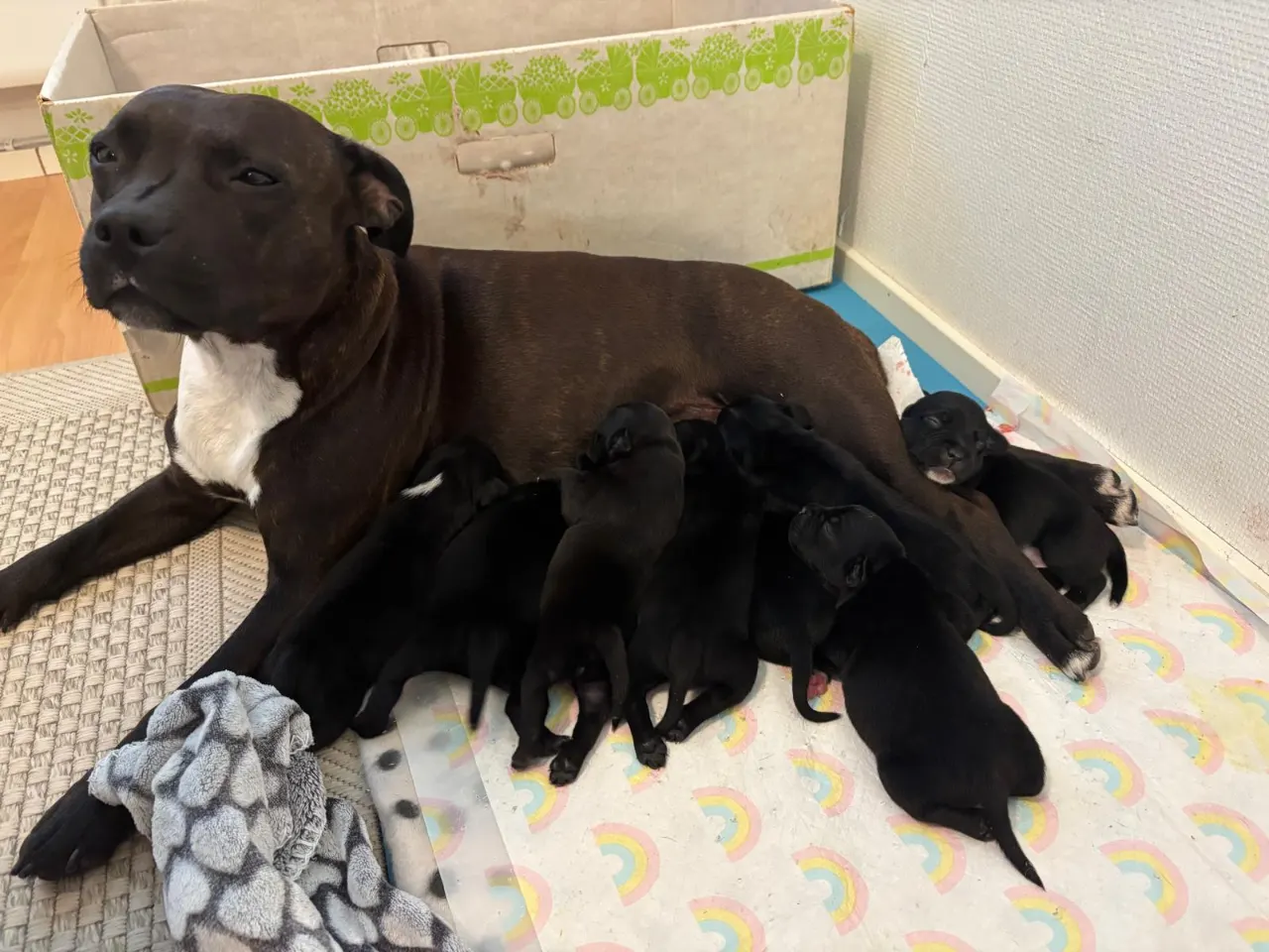 Staffordshirenbullterrierin pennut myytävänä Kaarina – kuva 5