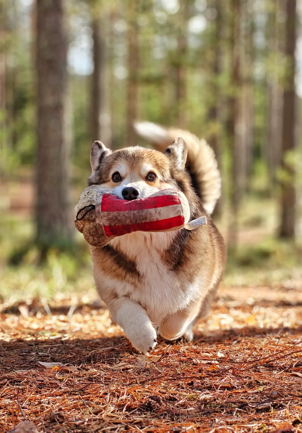 Bitsy, Pembroke Welsh Corgi