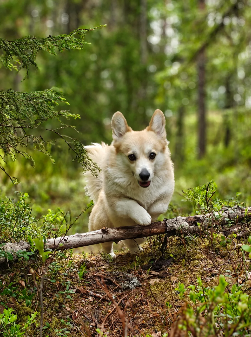 Sora, Welsh corgi pembroke