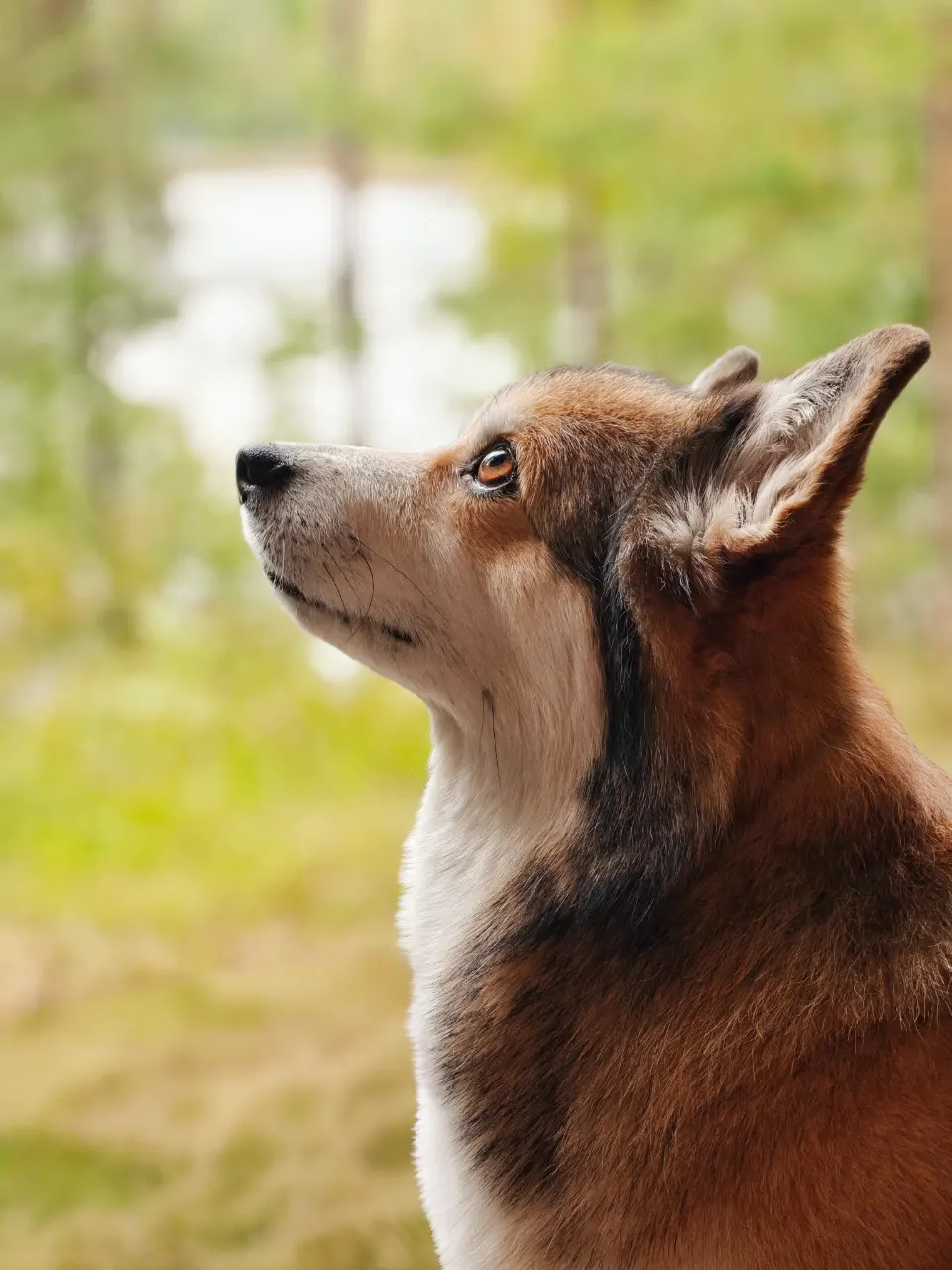 Bitsy, Pembroke Welsh Corgi