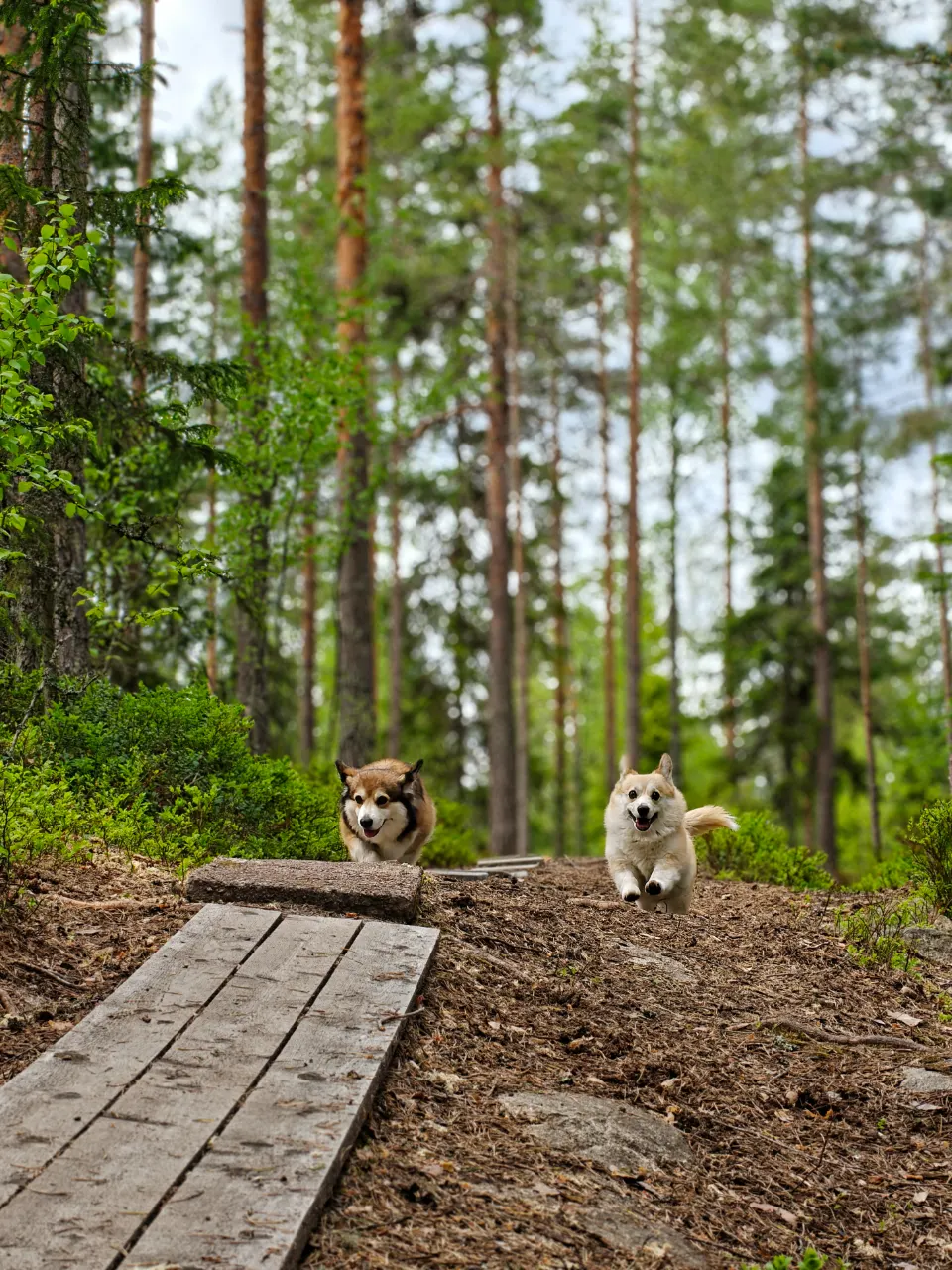 Bitsy ja Sora, Pembroke Welsh Corgi: #koirametsä