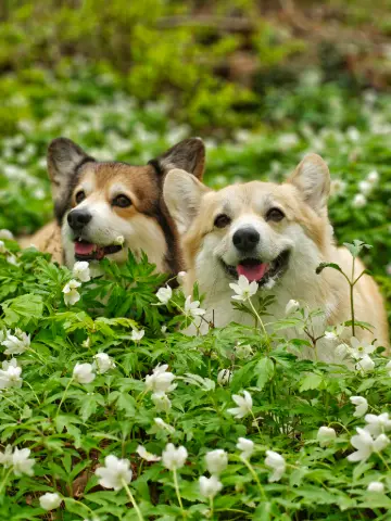 Bitsy ja Sora, Pembroke Welsh Corgi: #koirametsä