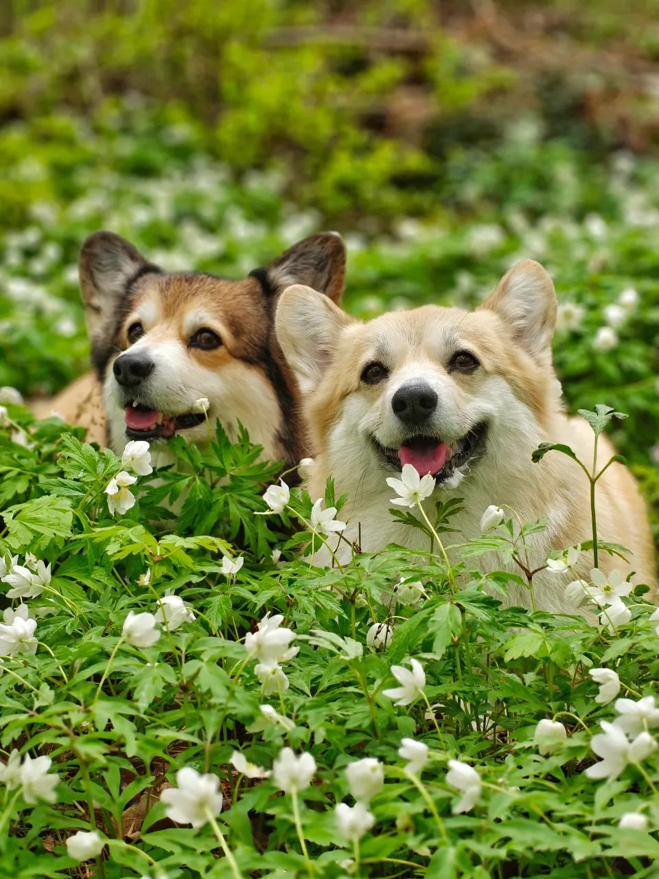 Bitsy ja Sora, Pembroke Welsh Corgi: #koirametsä