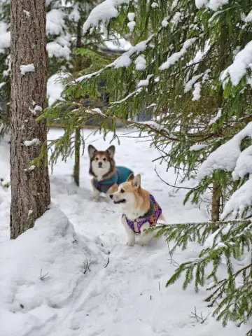 Bitsy ja Sora, Pembroke Welsh Corgi: #koirametsä