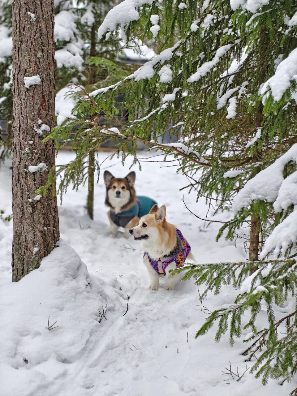 Bitsy ja Sora, Pembroke Welsh Corgi: #koirametsä