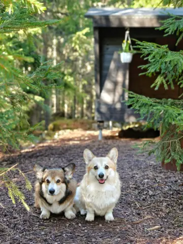 Bitsy ja Sora, Pembroke Welsh Corgi: #koirametsä