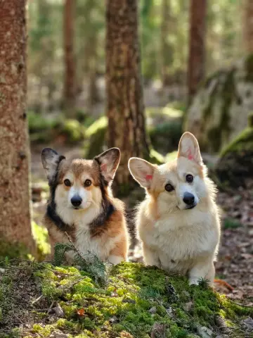 Bitsy ja Sora, Pembroke Welsh Corgi: #koirametsä