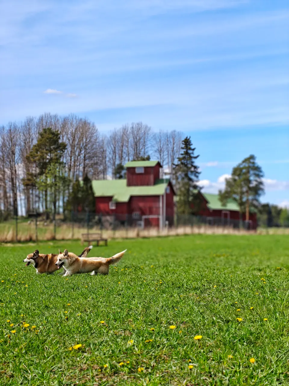 Bitsy ja Sora, Pembroke Welsh Corgi: #koirametsä